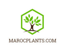 MAROC PLANTS